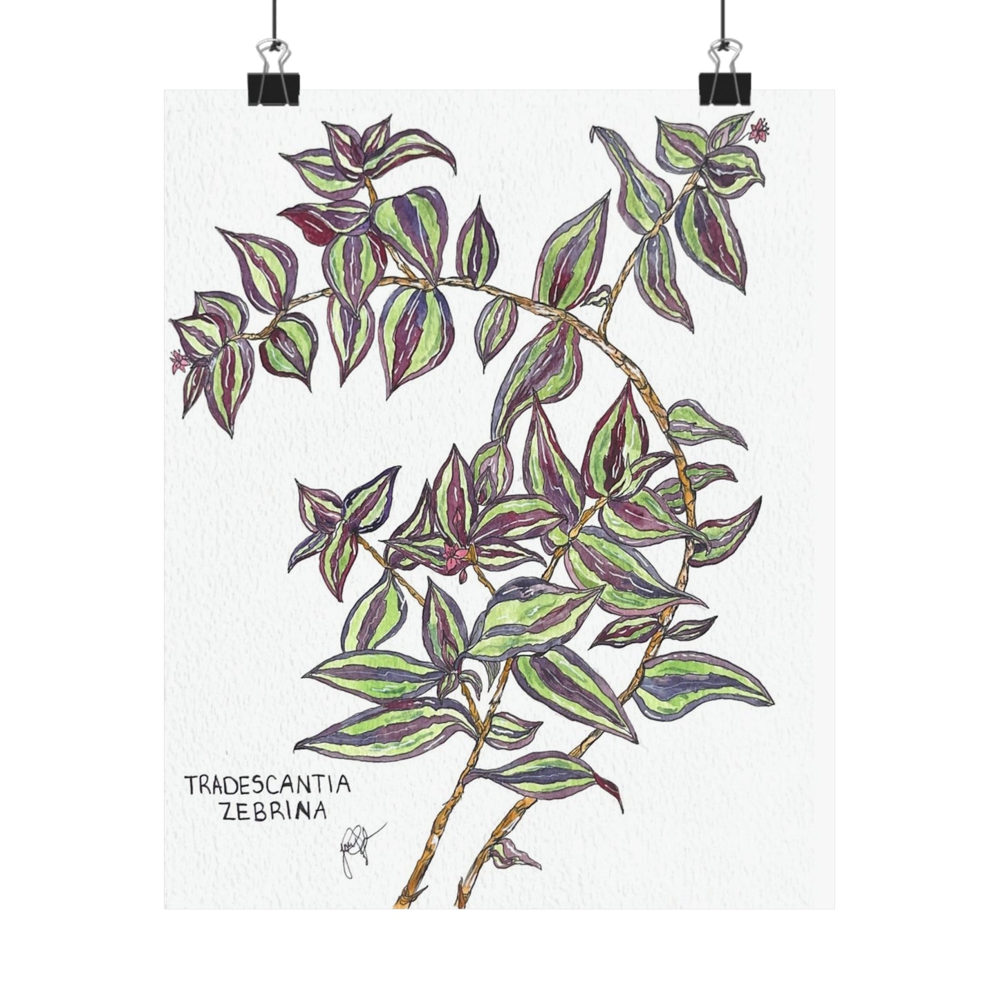 Tradescantia Zebrina Art Print