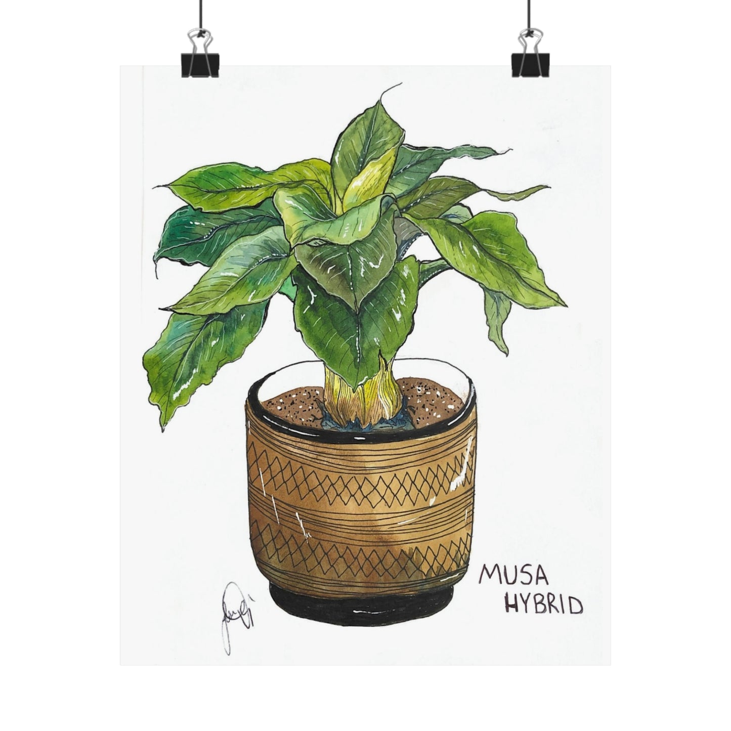 Musa Hybrid