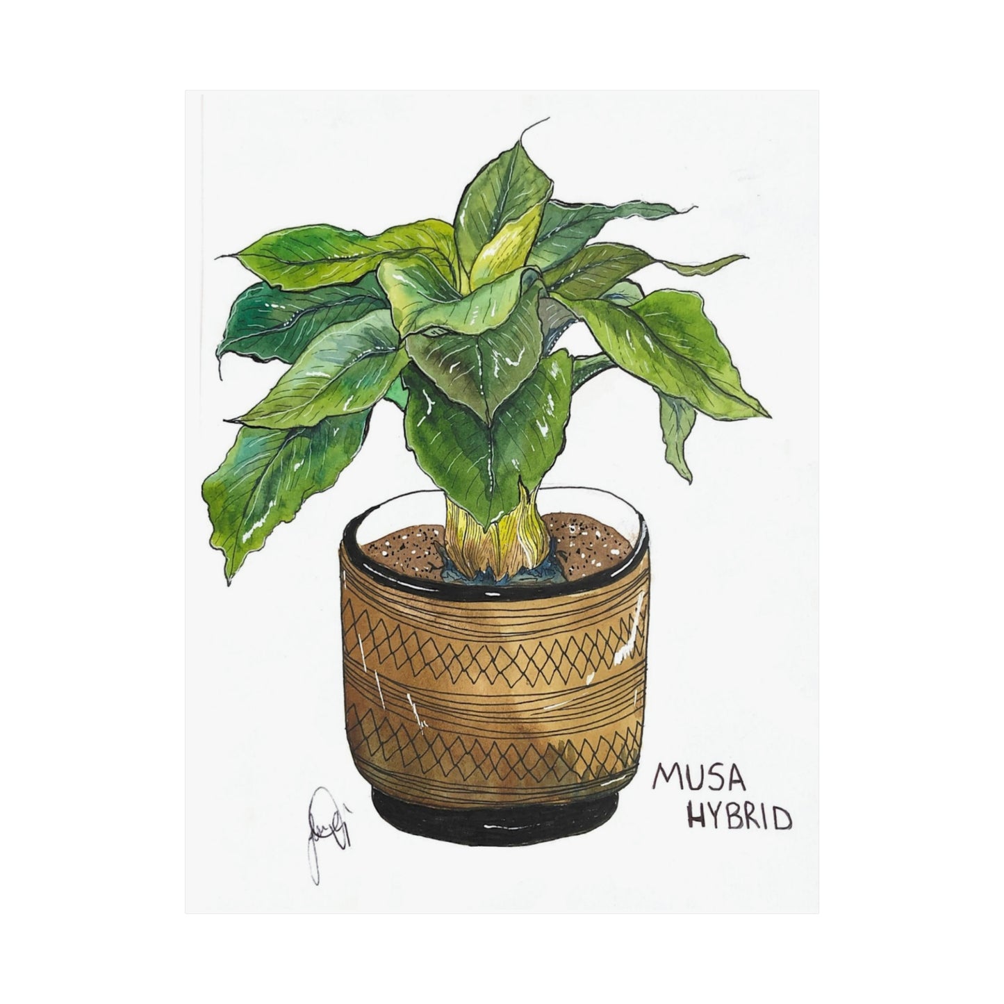 Musa Hybrid