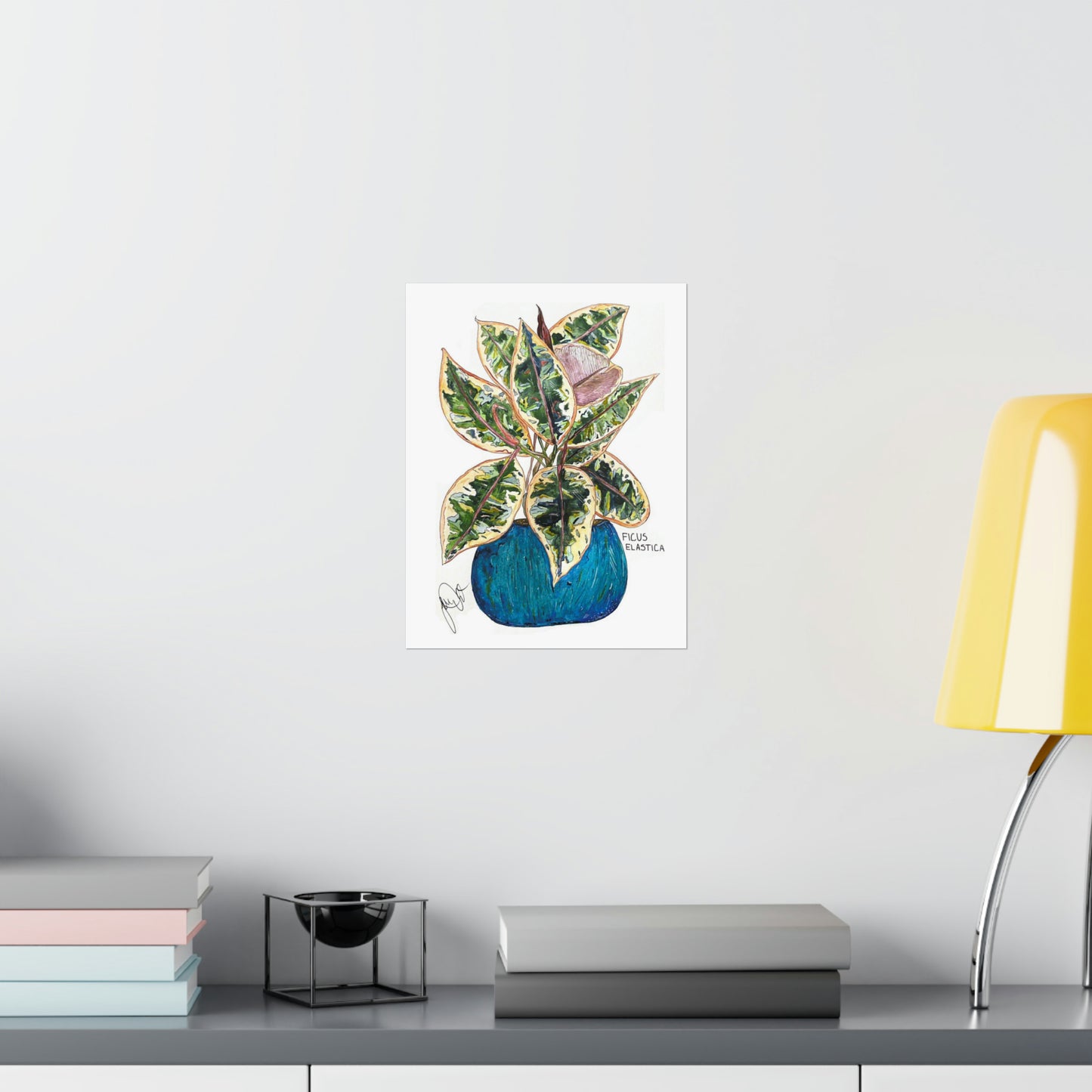 Ficus Elastica