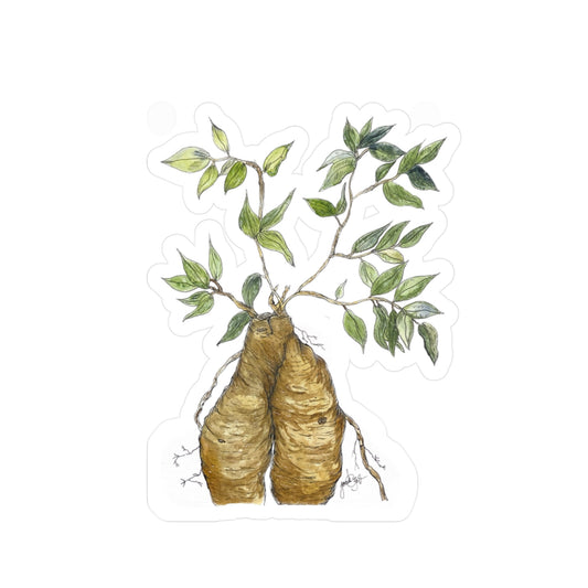 Ficus Ginseng Kiss-Cut Sticker
