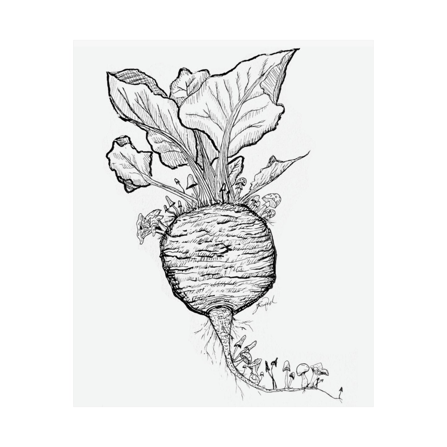 Beet's Mycology