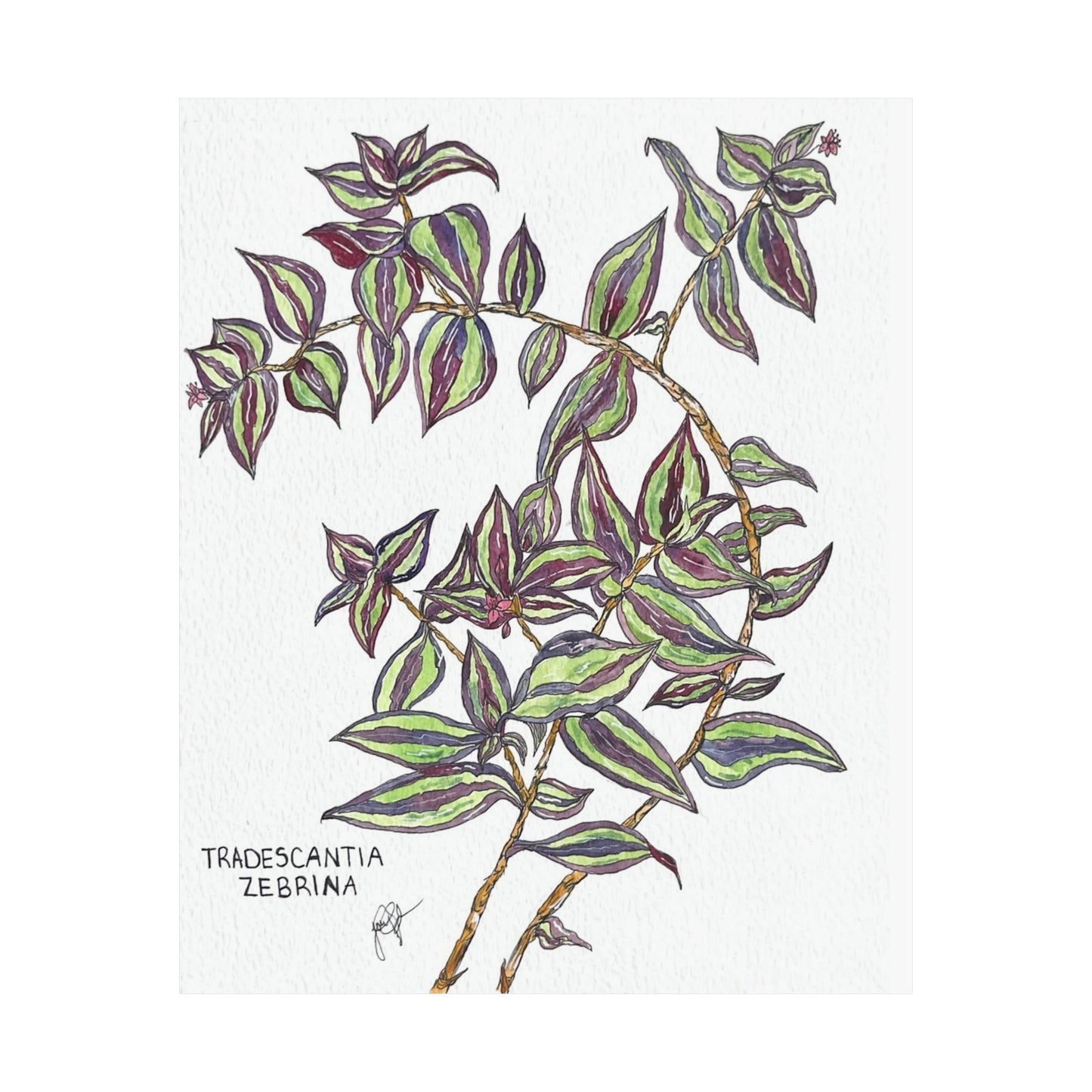 Tradescantia Zebrina Art Print