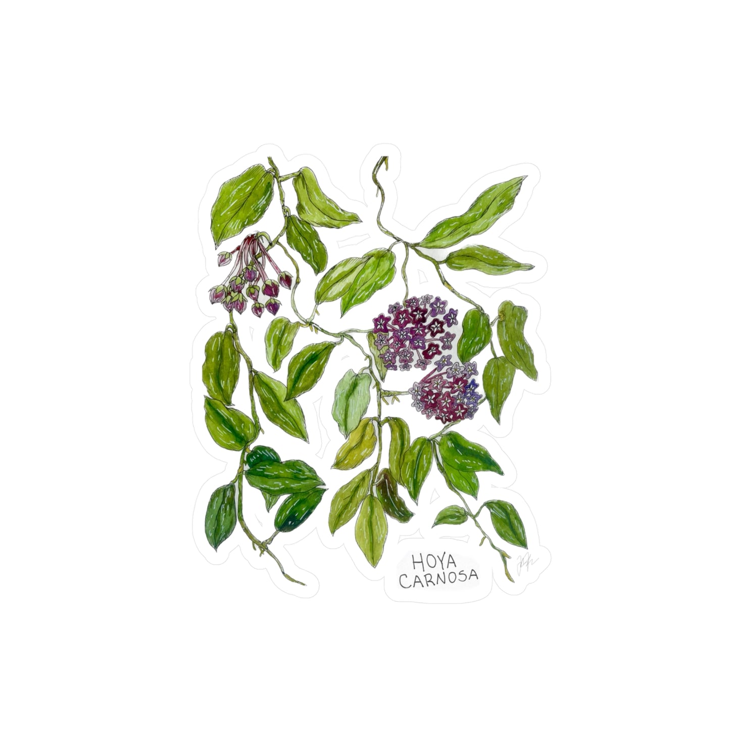 Hoya Carnosa Kiss-Cut Sticker