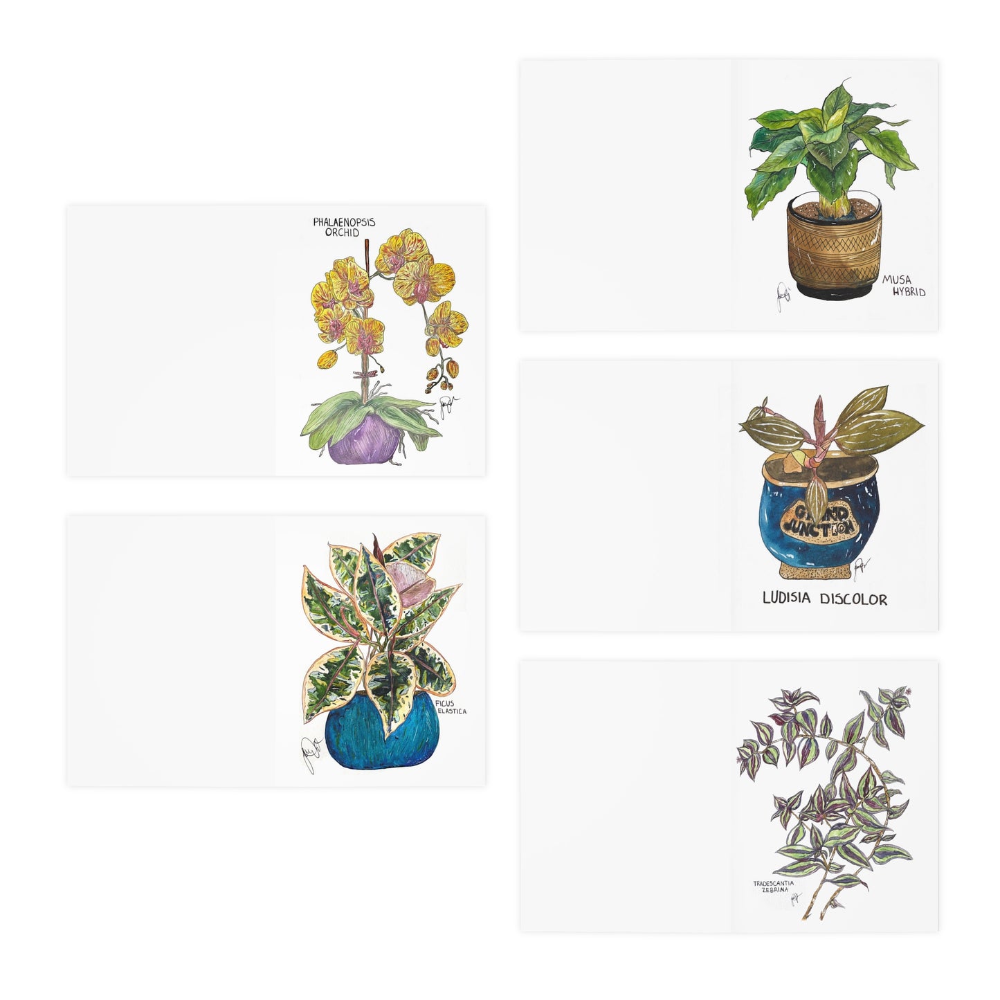Houseplant Multi-Design Greeting Cards (5-Pack)
