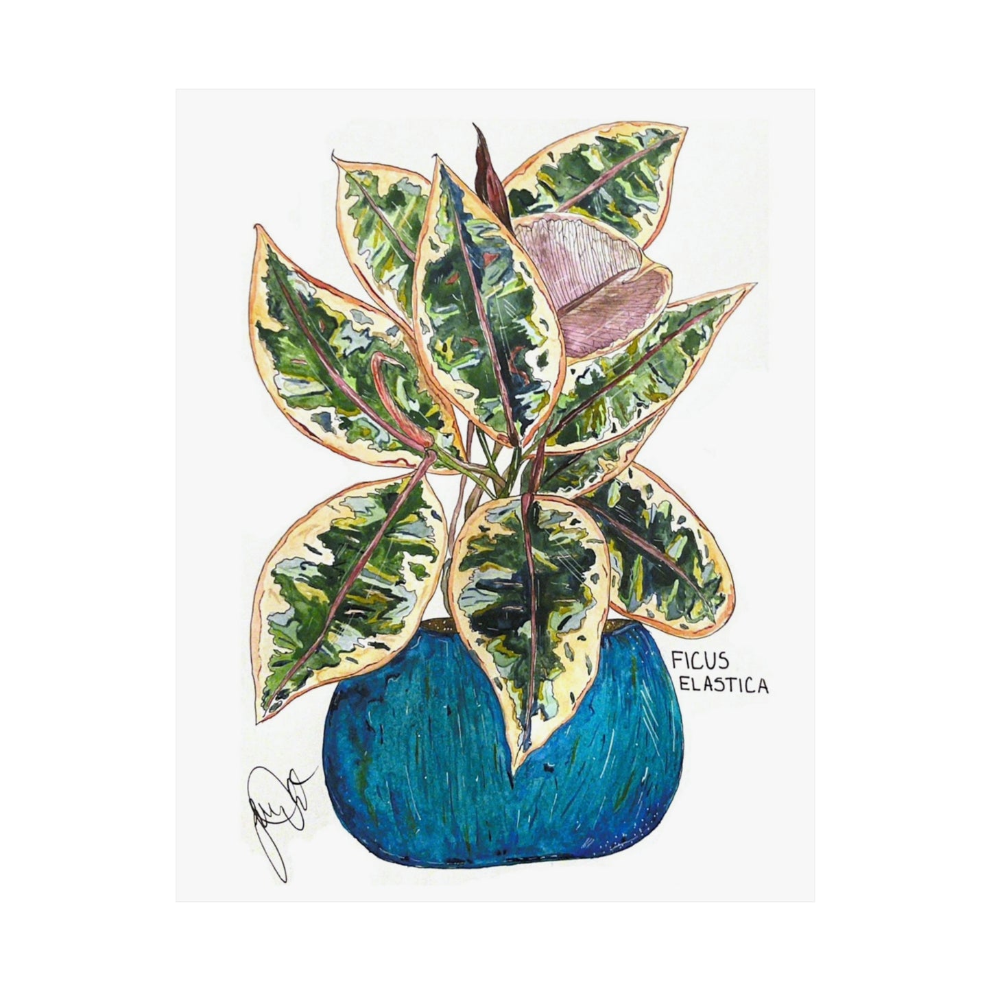 Ficus Elastica