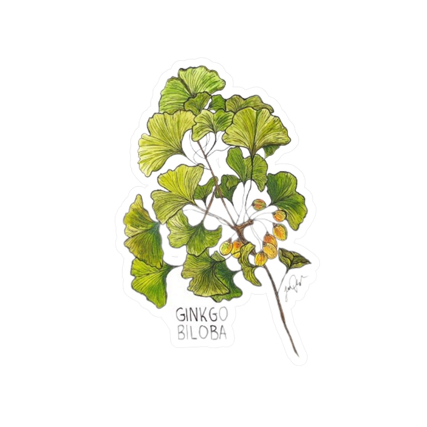 Ginkgo Biloba Kiss-Cut Sticker