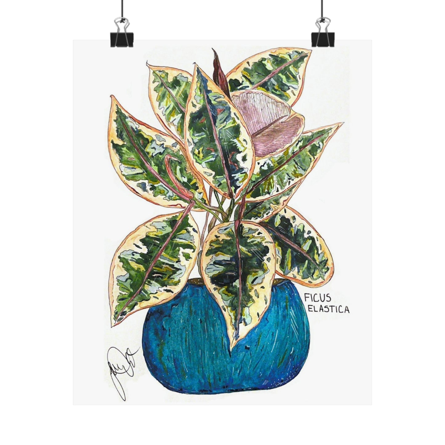 Ficus Elastica