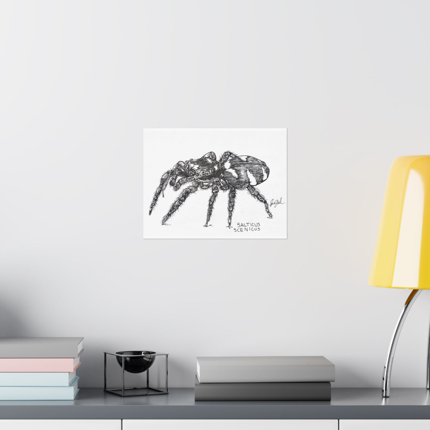 Salticus scenicus