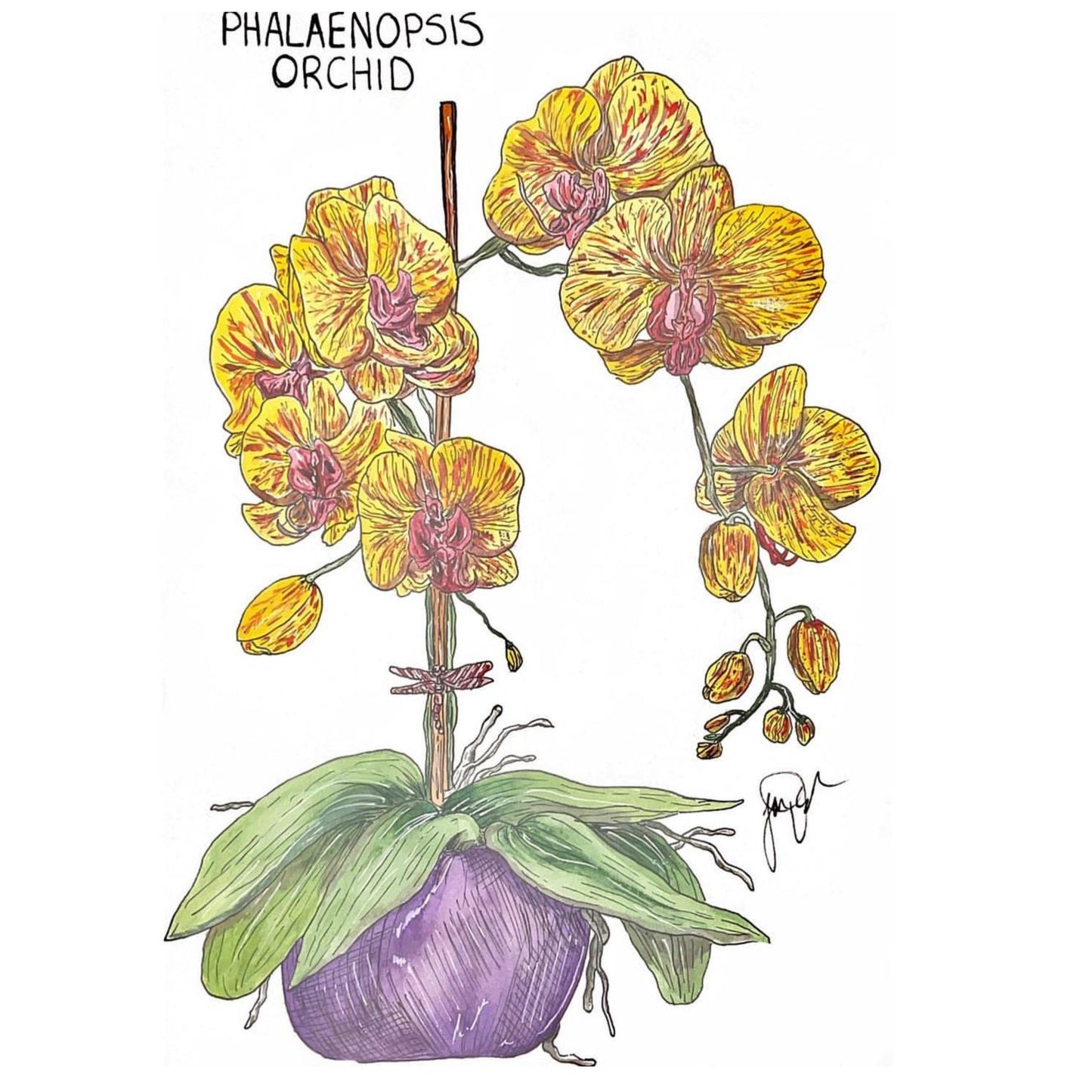 Phalaenopsis Orchid