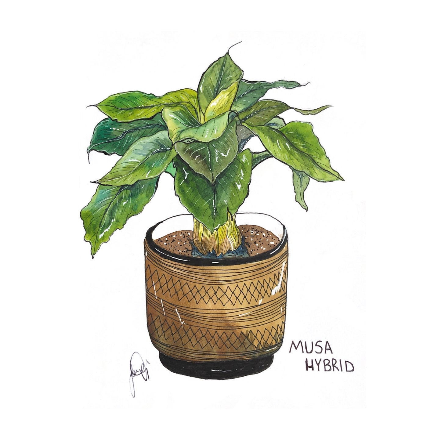Musa Hybrid