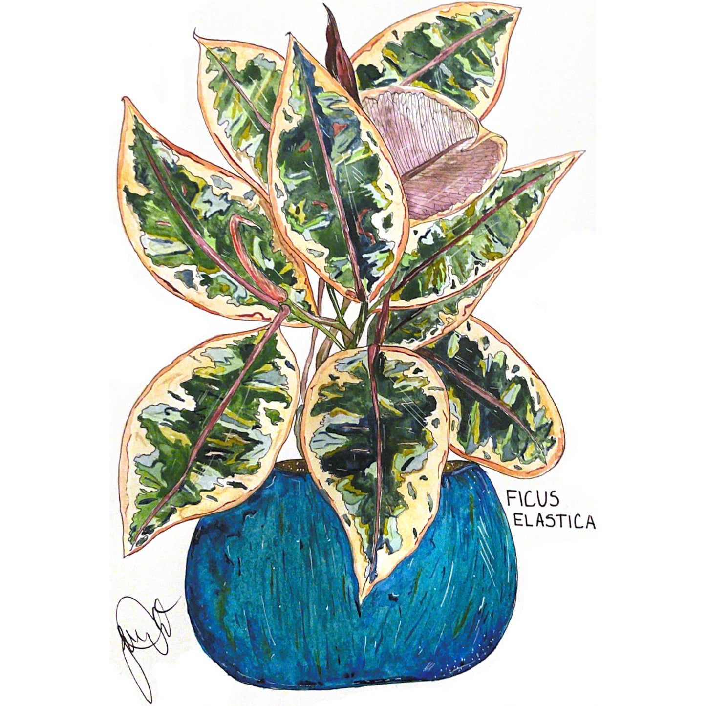 Ficus Elastica