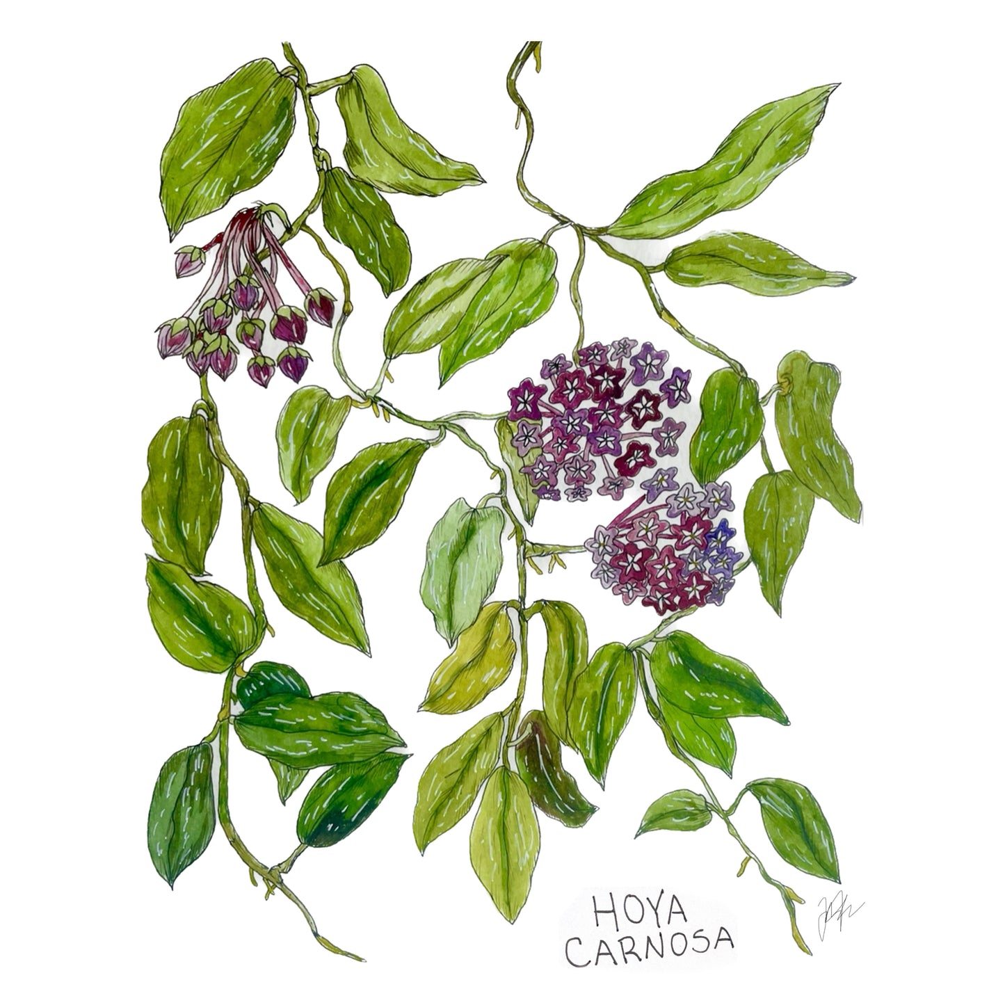 Hoya Carnosa Kiss-Cut Sticker